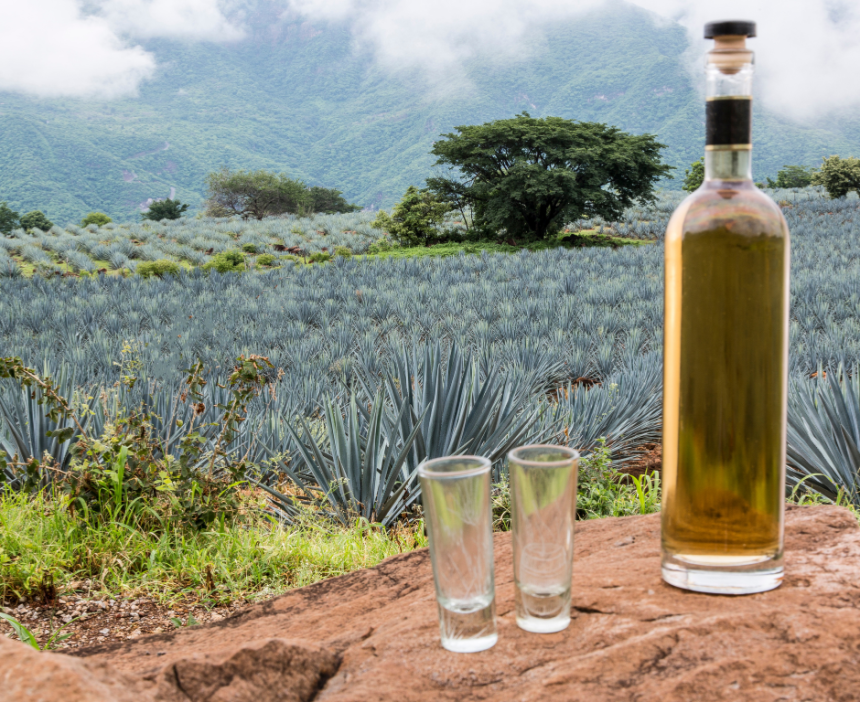 Mezinárodní den tequily: oslava mexické legendy